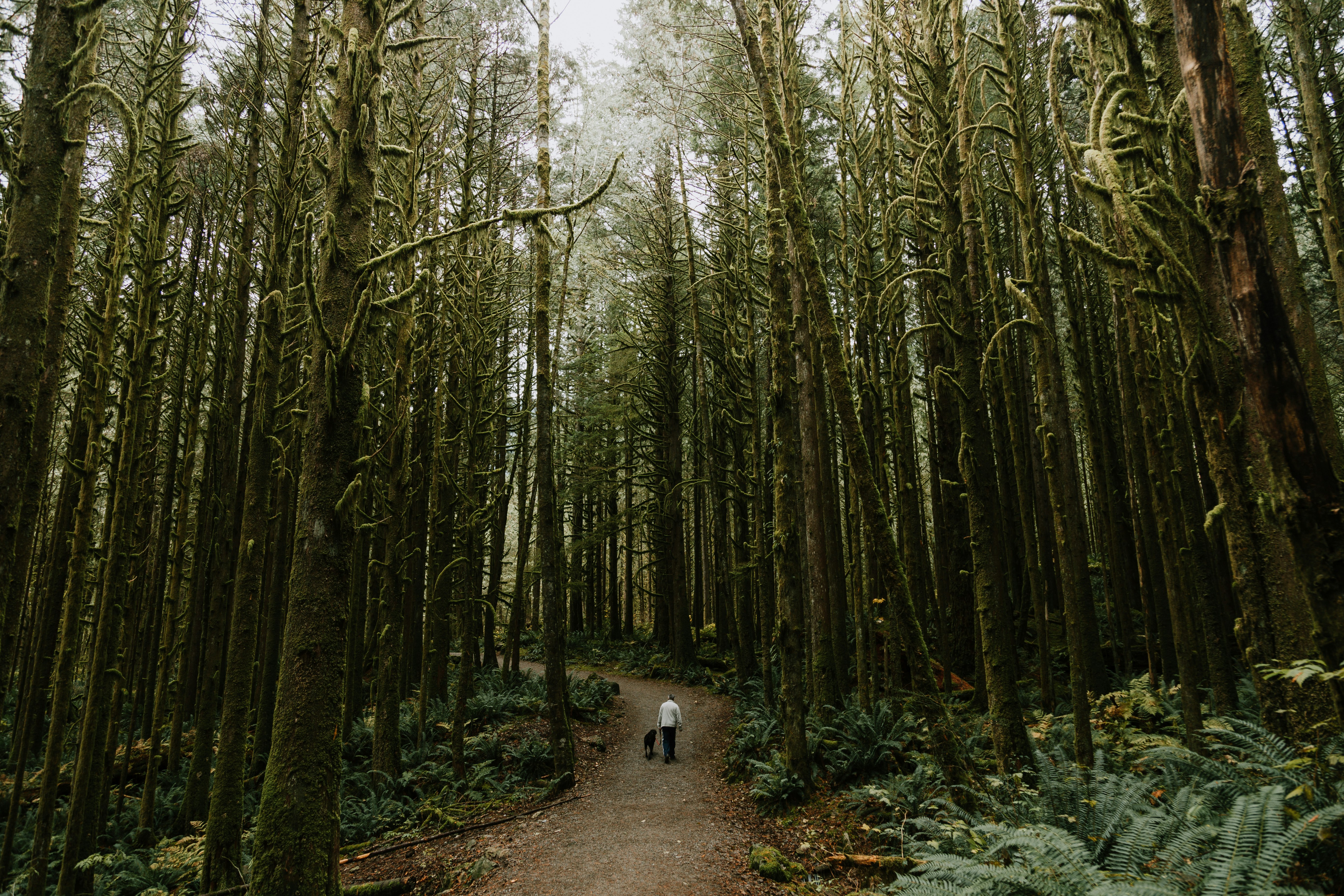 person walking near trees